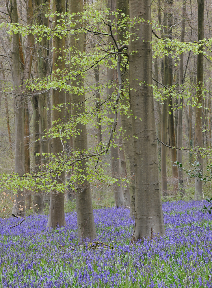 West Woods  Wiltshire Bluebell Wood 8